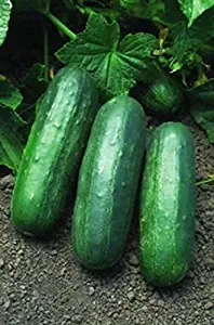 Eureka F1 Cucumber Seeds Makes Strong, vigorous plants!! TASTY!!!!(10 - Seeds)
