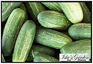 Carolina Cucumber Seeds, 100+ Premium Heirloom Seeds, Delicious, Clean & Crisp!, (Isla's Garden Seeds), Non Gmo Organic, 90% Germination