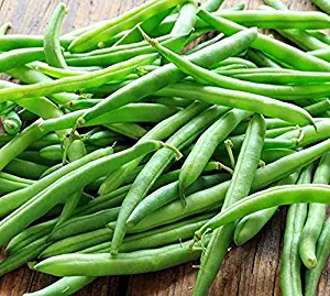 Blue Lake Bush Green Bean Seeds, 50+ Premium Heirloom Seeds, Fantastic Addition to Home Garden!, (Isla's Garden Seeds), Non GMO, 90% Germination Rates, Highest Quality Seeds